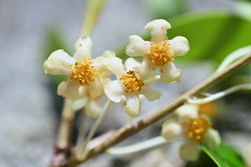 Poster - Japanese cleyera (Ternstroemia gynnanthera) Female flower. A dioecious evergreen tree that produces downward-facing white flowers from June to July.