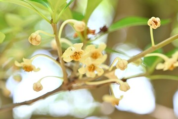 Sticker - Japanese cleyera (Ternstroemia gynnanthera) Female flower. A dioecious evergreen tree that produces downward-facing white flowers from June to July.