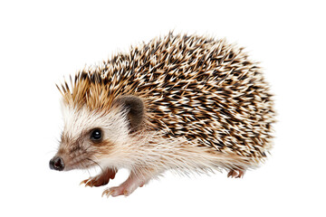 Close-up of a cute hedgehog isolated on a white background. Perfect for educational purposes, pet care tips, and wildlife enthusiasts.