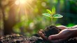 © SerPhoto - Hands with green tree seedling and soil, concept of growth and care for nature and ecology.