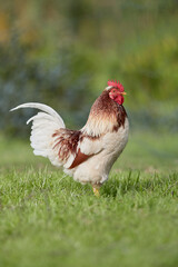 Wall Mural - White brown rooster in garden