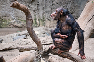 Wall Mural - Westafrikanischer Schimpanse ( Pan troglodytes verus ).
