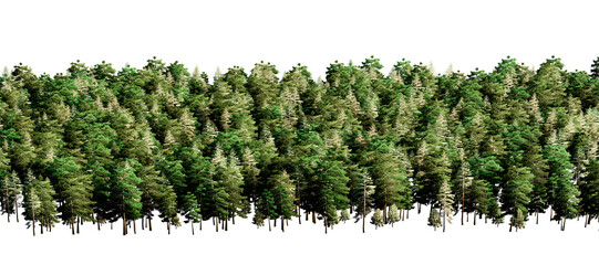 coniferous forest with thick foliage on transparent background