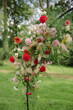 © Alina Schessler - A vibrant floral arrangement with red and pink flowers and greenery displayed on an arch in an outdoor garden setting.
