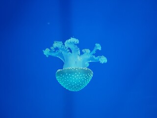 jellyfish movement view in aquarium