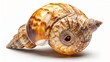 © Suleyman - Empty ocean snail shell on a white background.