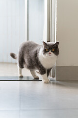 Wall Mural - British Shorthair standing by the door