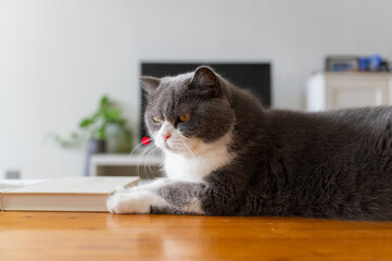 Sticker - British shorthair cat lying on table