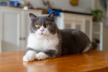 Sticker - British shorthair cat lying on table