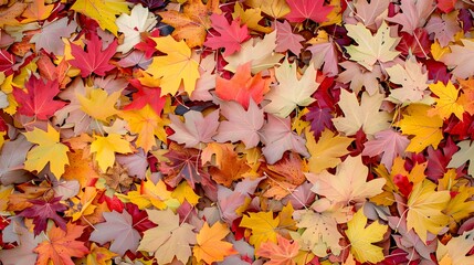 autumn background