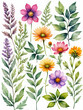 © LooPanda-Pictures - Wild field herbs flowers. Watercolor individual isolated element set