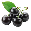 © Loony Dream Designs - Fresh black cherries with green leaf on stem juicy fruit transparent background