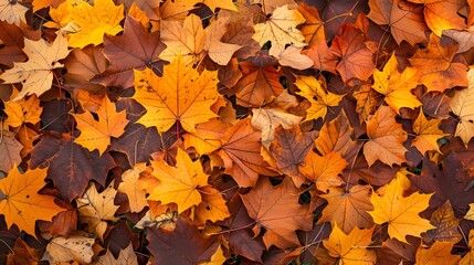 autumn background