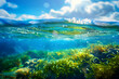 © john - Bright and colorful algae on the surface of the blue transparent ocean.