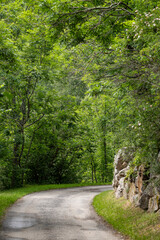 Wall Mural - path in the forest