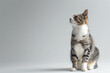 © song - Cat Posing on White Background with Blank Space