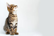 © song - Cat Posing on White Background with Blank Space