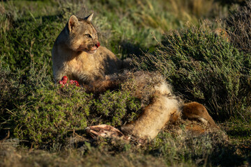 Wall Mural - Puma with catchlight sits by guanaco carcase