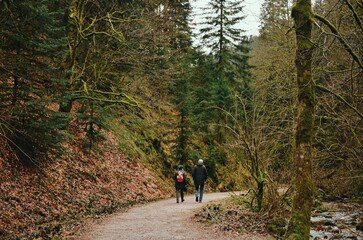 view of a forest road in autum with two people doing senderism hiking in the beautiful nature