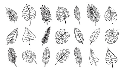 Wall Mural - botanical hand drawn exotic leave. tropical palm leave sketch, isolated linear doodle style.