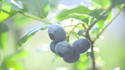 Canvas Print - Blueberry. Fresh and ripe organic Blueberries plant growing in a garden. Diet, dieting, healthy vegan food. Blue berry hanging on a branch. Bio, organic, healthy food. Agriculture. Slow motion. 