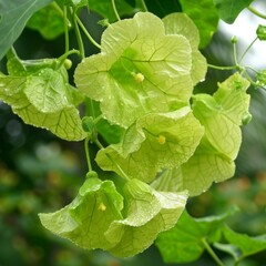 High-Resolution AI-Generated Background Featuring Luffa Vine, Perfect for Green Food, Nature, and Organic Concepts