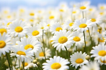 Wall Mural - Daisy backgrounds outdoors blossom.