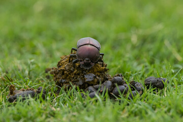 dung beetle on top of poop