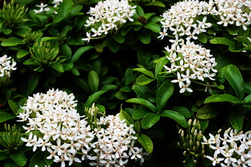 Canvas Print - Close up of white spike flower bouquet on nature background