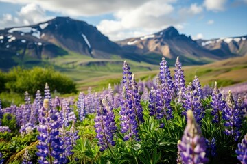 Lupine flowers on mountain land wilderness landscape.