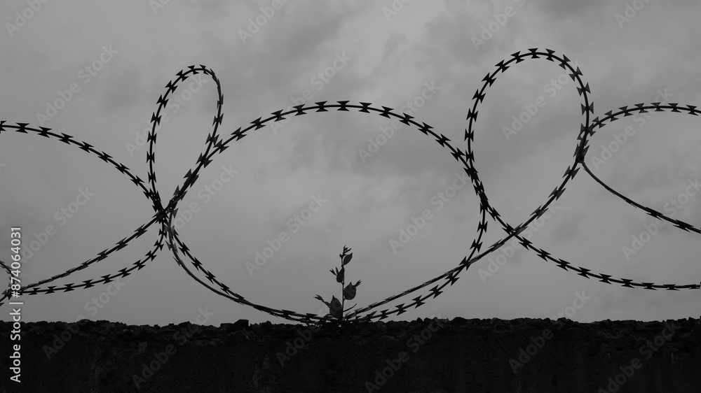 barbed wire fence in black and white shot Stock Photo | Adobe Stock