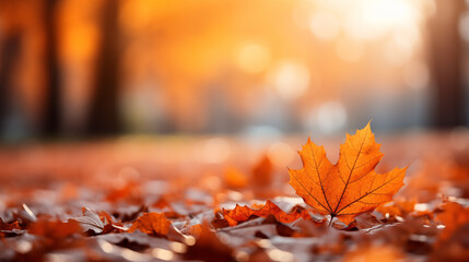 Wall Mural - Colorful foliage in the park. Falling leaves natural background .Autumn season concept. Abstract autumn background