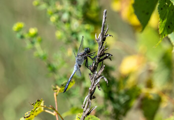 Wall Mural - beautiful insects close up in a green forest on a sunny summer day