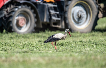 white stork in natural conditions on a sunny summer day