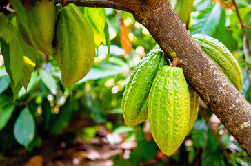 Wall Mural - Raw green Cocoa pods grow on trees. The cocoa tree  The cacao fruits, Unripe cocoa cacao tree plant fruit plantation