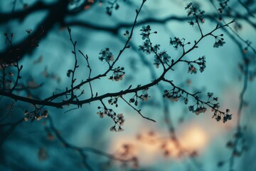 Poster - Branch with Blossoms Silhouetted Against Twilight Sky