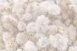 © Tanaly - beautiful gypsophila white flowers bouquet romantic wallpaper macro