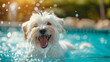 © Antto-AI - A West highland terrier puppy dog with an open mouth, swimming in the pool, clear water, bright and turquoise