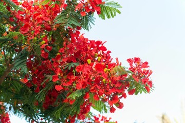 closeup of vibrant red flowers of a flamboyant tree in full bloom on a sunny spring day