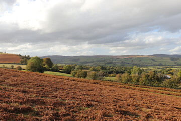 Autumn trees in the Wales countryside.