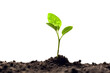 © Rama - young plant growing from soil