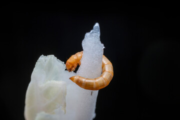 Poster - Mealworm in a breeding farm, North China