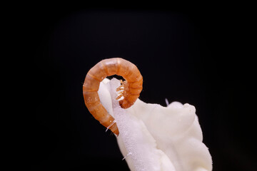 Wall Mural - Mealworm in a breeding farm, North China