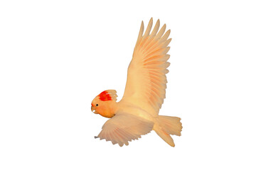 Wall Mural - Beautiful flying Major Mitchell's Cockatoo isolated on transparent background png file