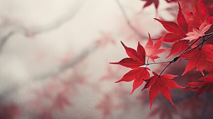 Sticker - Red maple leaves