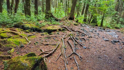 Aokigahara forest beautiful views, trees and moss Kawagutiko lake Japan