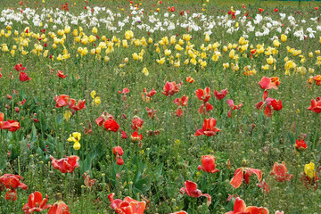 Colorful Tulip field in spring season