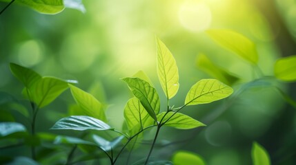 Wall Mural - Abstract background of green leaves with soft focus and natural lighting