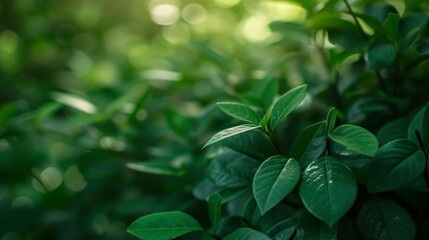 Sticker - Abstract background of green leaves with soft focus and natural lighting