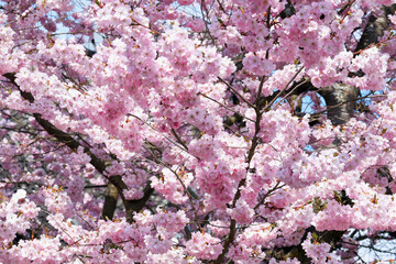 Wall Mural - Zierkirsche, Kirschbaum, Blüten, Zierstrauch